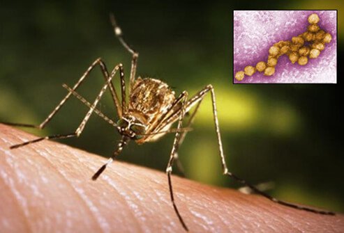 West Nile Virus is spread to humans from birds via mosquitos